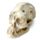 Archeologická sada - Lidská lebka